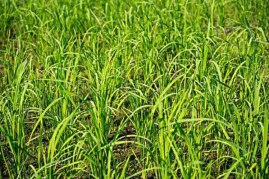 硬核战术游戏《CORRUPTION 2029》Steam页面上线 发售日待定